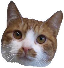 にゃんこ