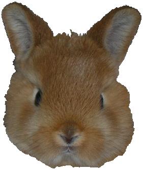 うさぎ
